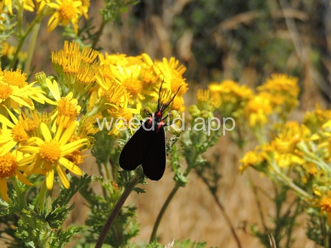 ragwort, tansy